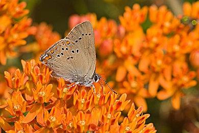 消息称《黑手党4》趋于线性 设定在西西里岛