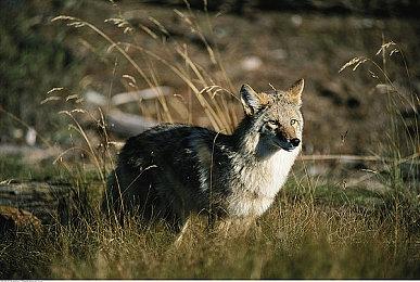 《奇异人生》最早仅规划一部作品 后续剧情难以扩展